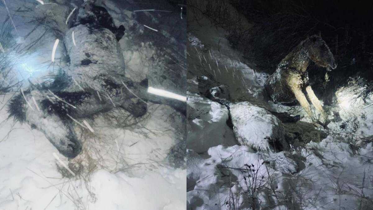 Павлодар облысында жүк пойызы 7 жылқыны қағып кетті