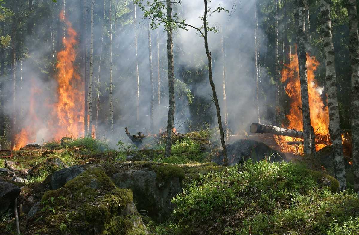 Семейде орман өртіне байланысты ТЖ режимі енгізілген