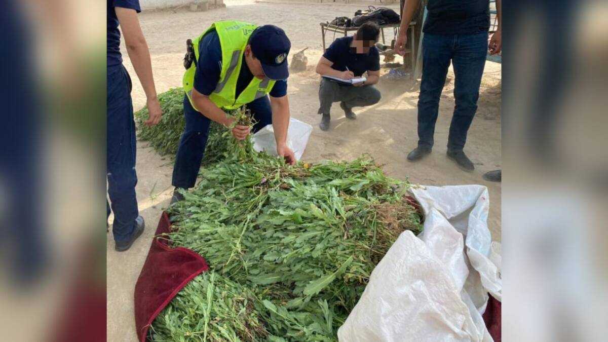 Жетісай полицейлері тұрғынның ауласынан 3 мың түп көкнар тәркілген