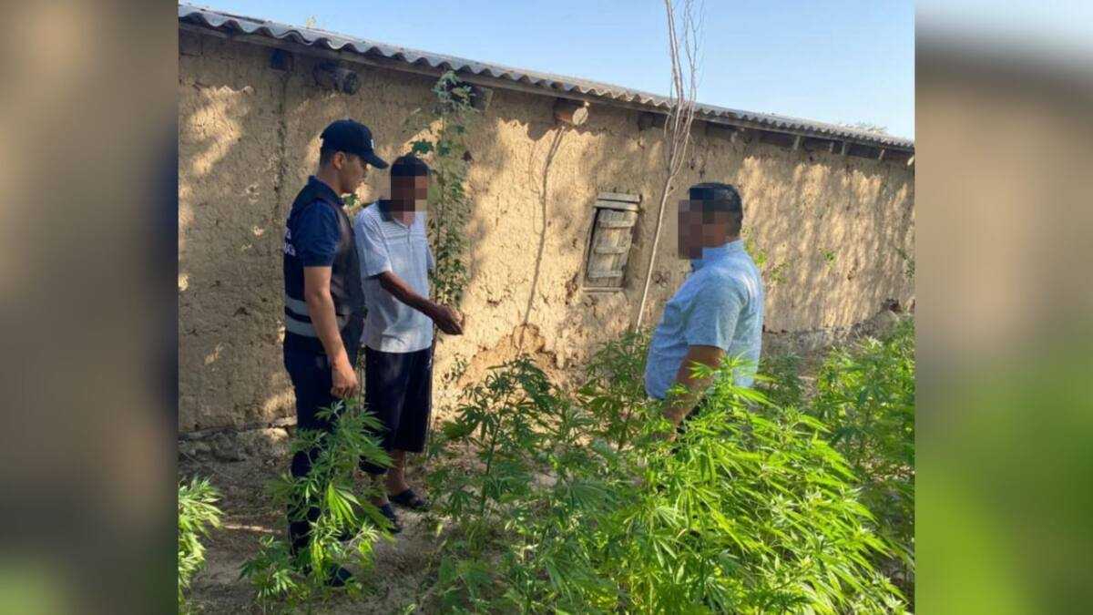 Түркістан облысының тұрғынынан 70 түп марихуана тәркіленді