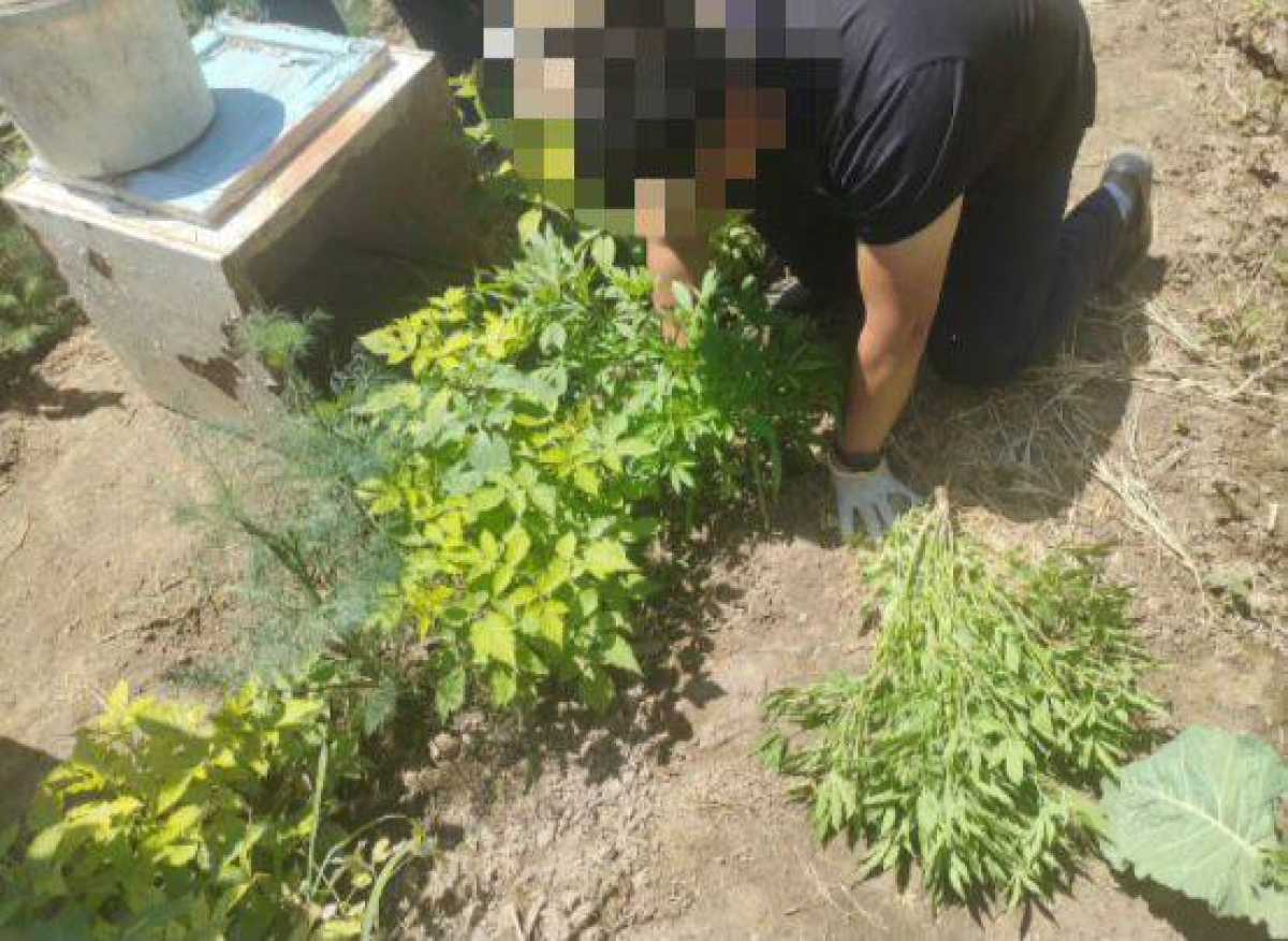 Қызылордада құрамында есірткісі бар өсімдік өсірумен айналысқан 21 адам құрықталды