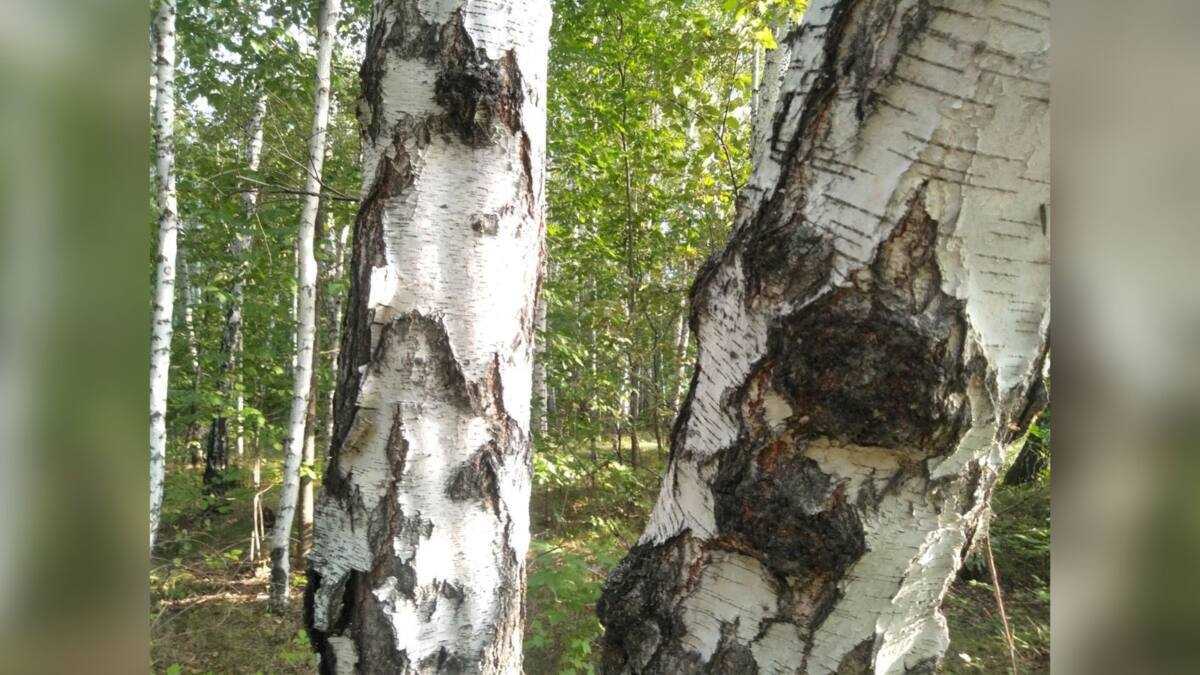 СҚО-да 4 жыл бұрын із-түссіз жоғалып кеткен азаматтың сүйегі табылды