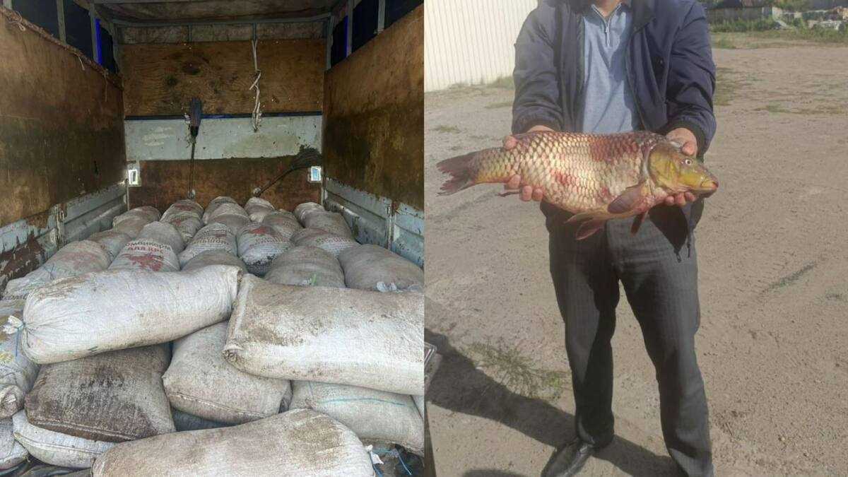 Павлодарлық полицейлер тұрғыннан 2,5 тонна шаян мен 515 келі балық тәркіледі