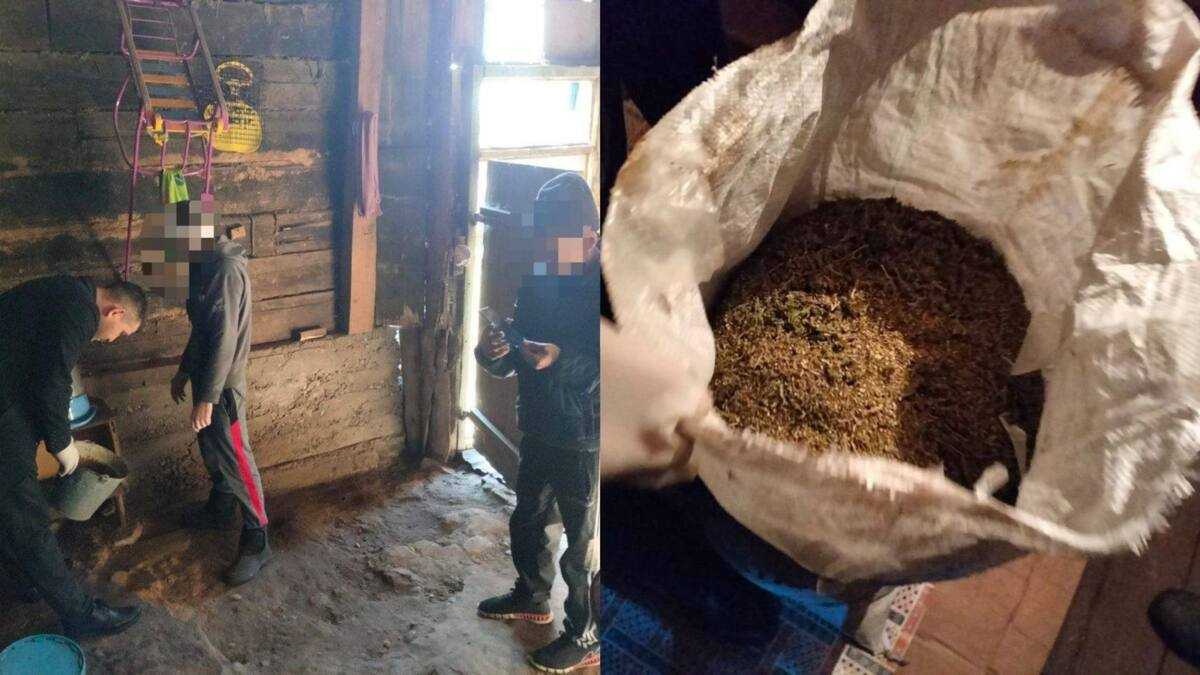 Абай облысының полицейлері ауыл тұрғынынан кептірілген марихуана тәркіледі