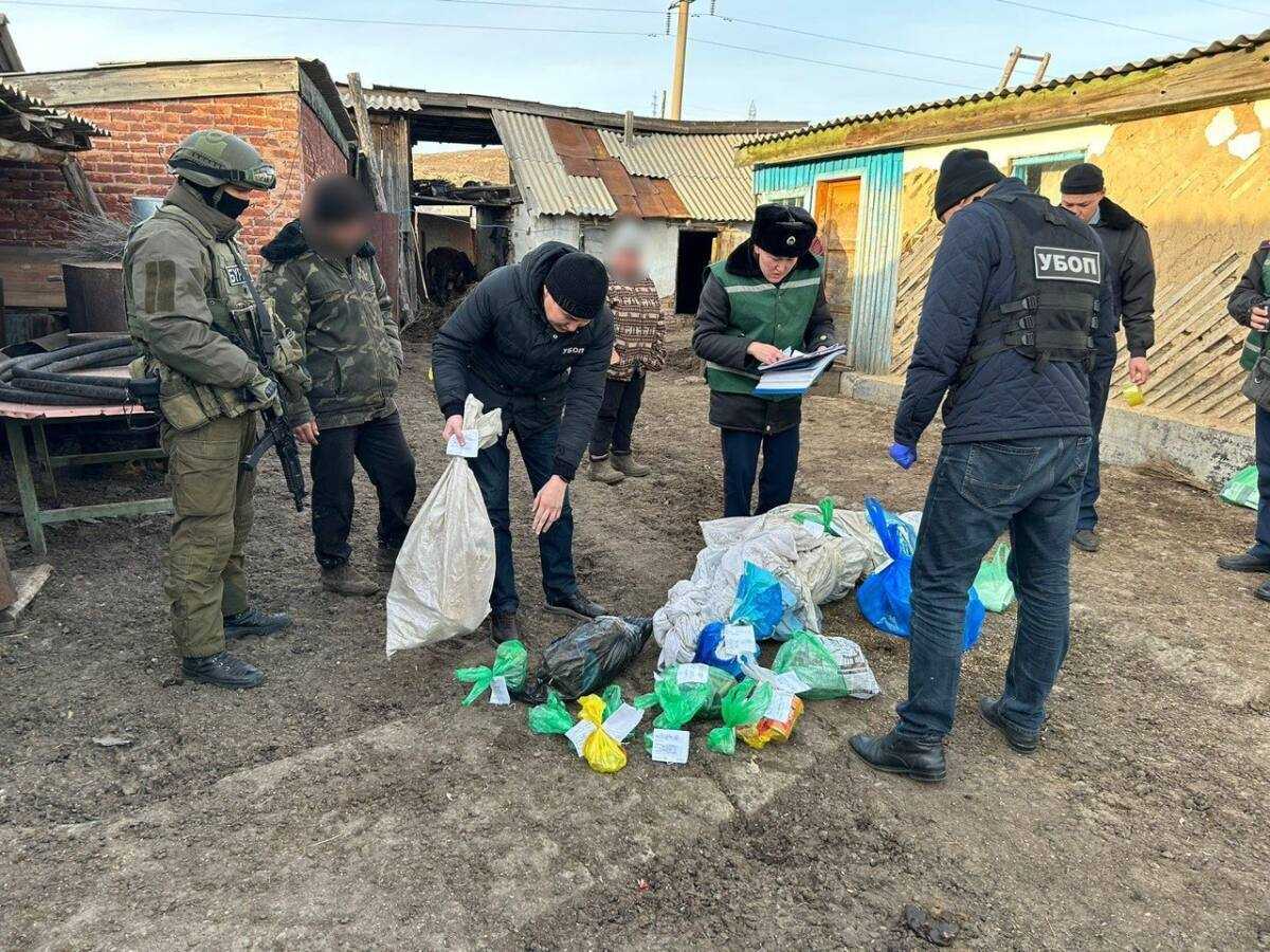 ШҚО тұрғынынан 5 келіден астам марихуана тәркіленді