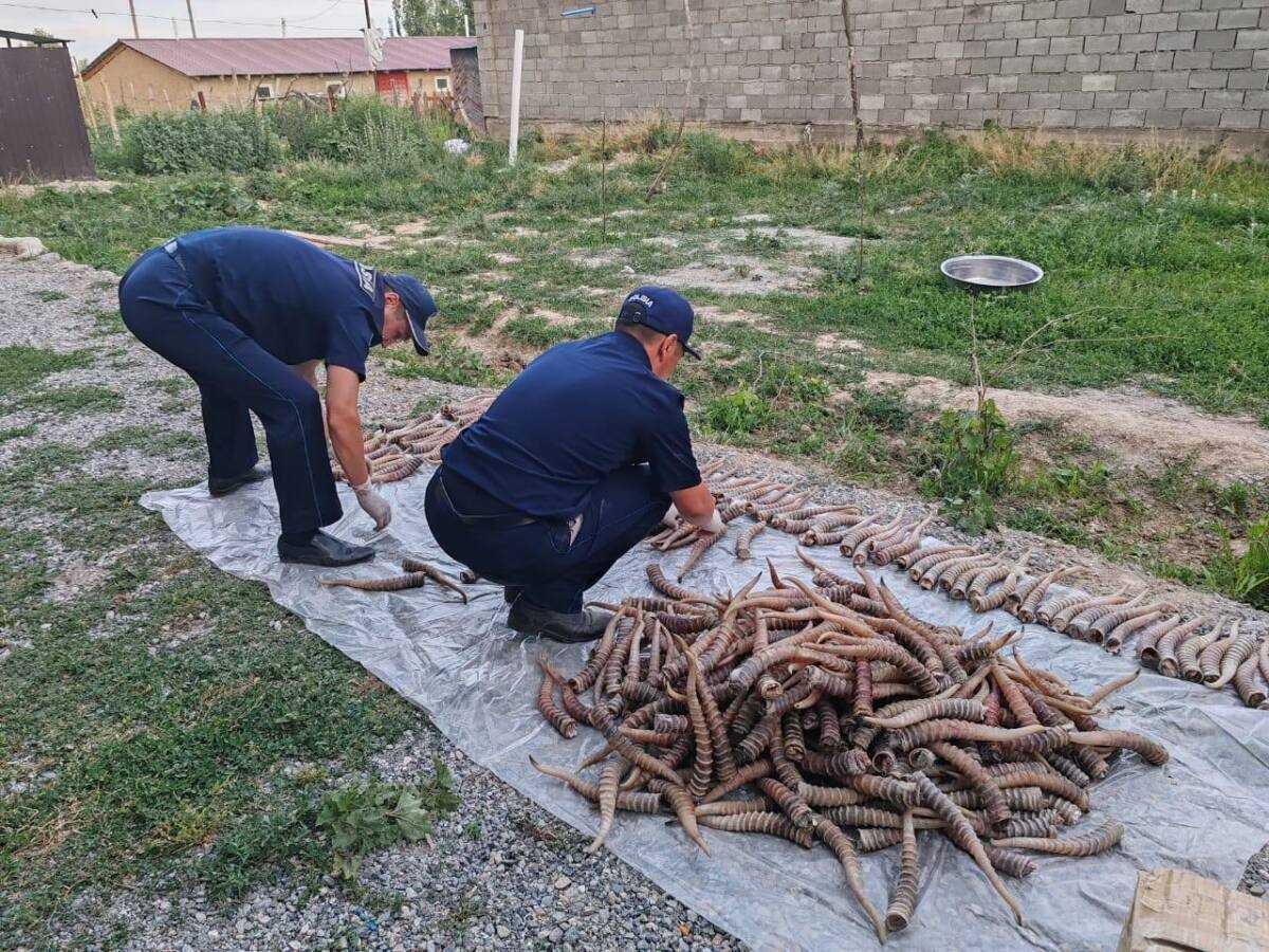 Жетісуда ақбөкен мүйізін заңсыз сақтағандар ұсталды