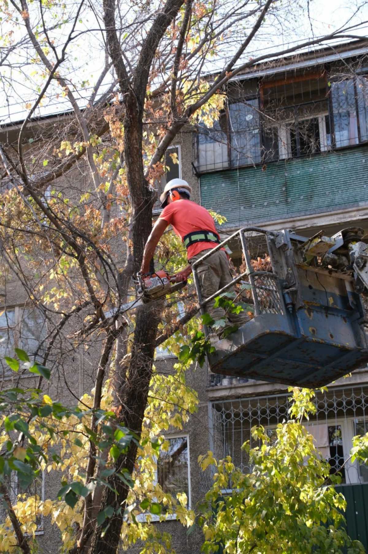 Алматыда ауру ағаштар санитарлық мақсатта кесіліп жатыр