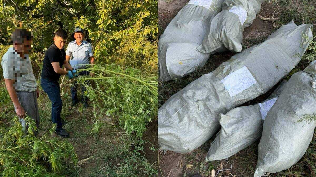 Шымкент тұрғынынан 30 келіге жуық қарасора тәркіленді