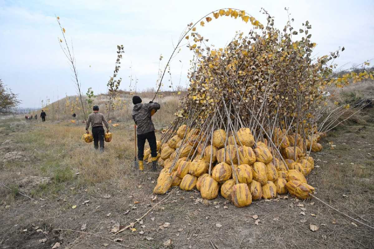 Алматыда 160 мыңнан астам көшет отырғызылды