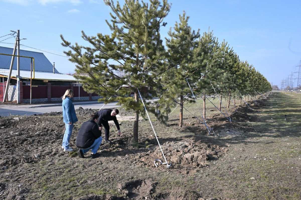 Қарасу шағын ауданындағы скверге ірі көшеттер отырғызылды