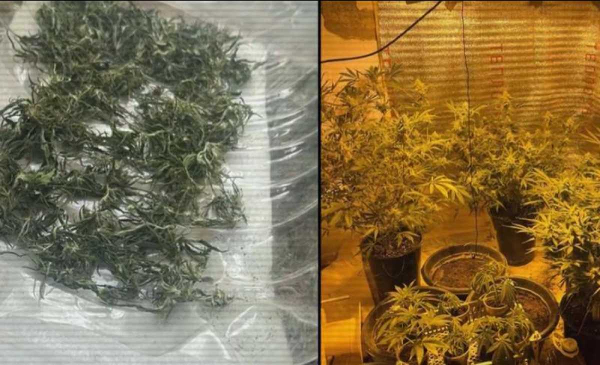 Қызылорда облысының тұрғыны өз үйінде фитозертхана ұйымдастырған