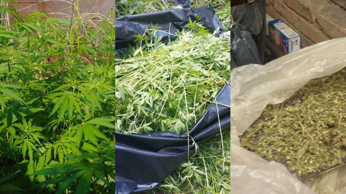 Полицейлер ауыл тұрғынының бақшасынан 920 түп қарасора тәркіледі