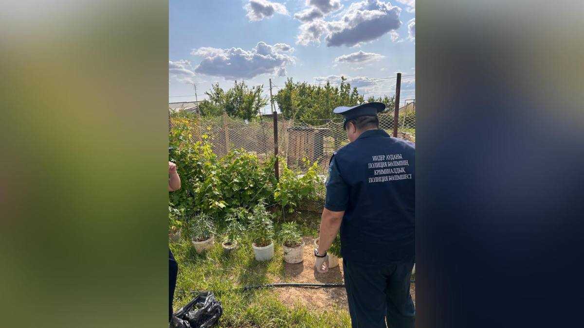Атырау облысында полиция 16 келі қарасора өсірген аудан тұрғынын анықтады