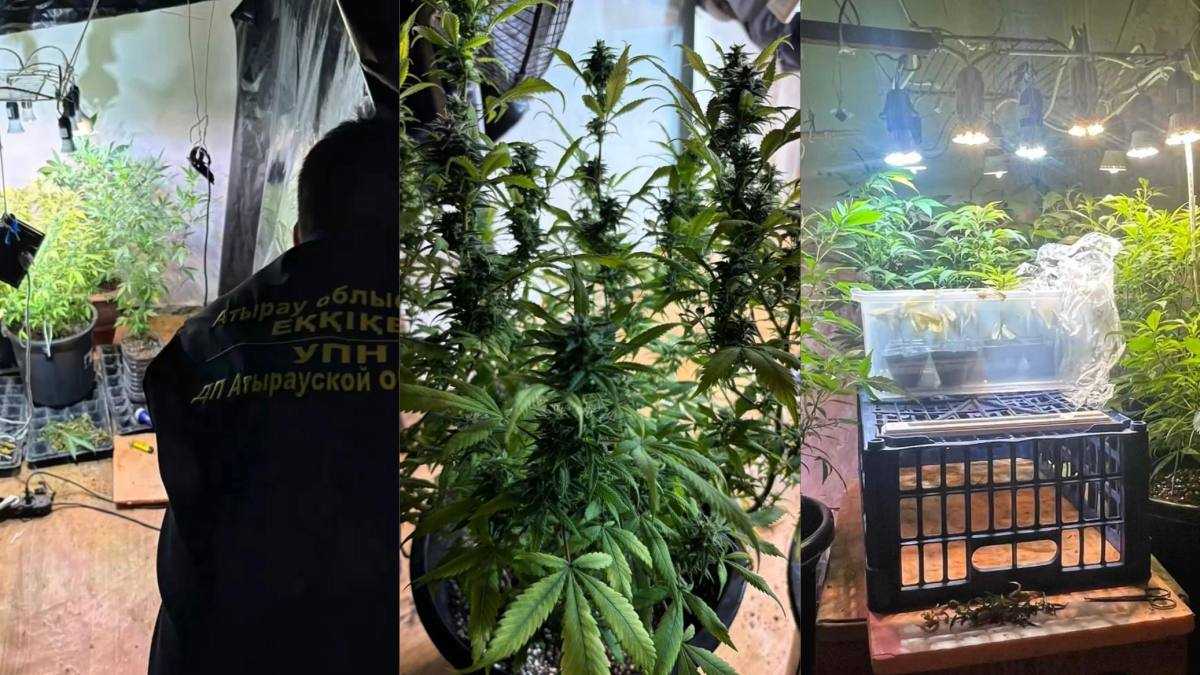 Атырауда полицейлер есірткі өсіруге арналған фитозертхананы анықтады