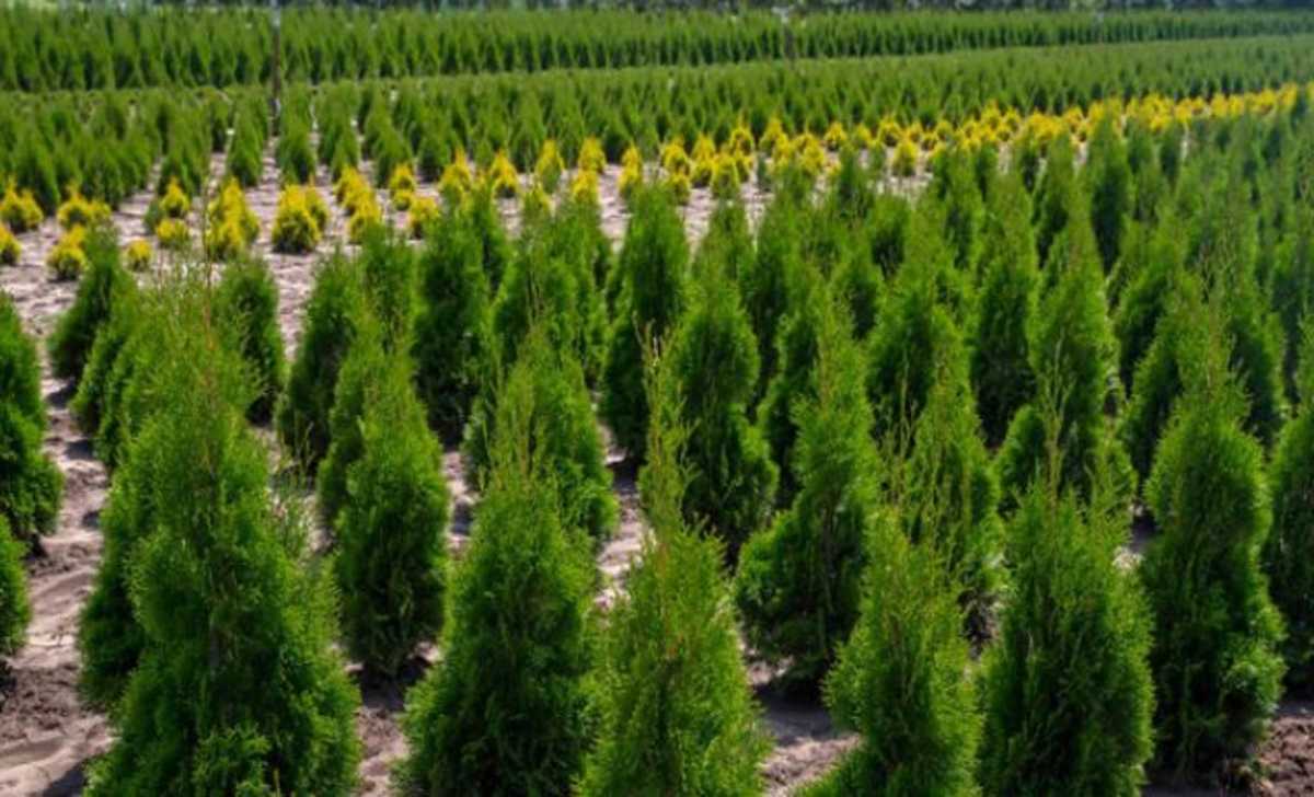Алматыда болашақ орманға топырақ дайындап жатыр: ірі орман тәлімбағын салу жоспарланған
