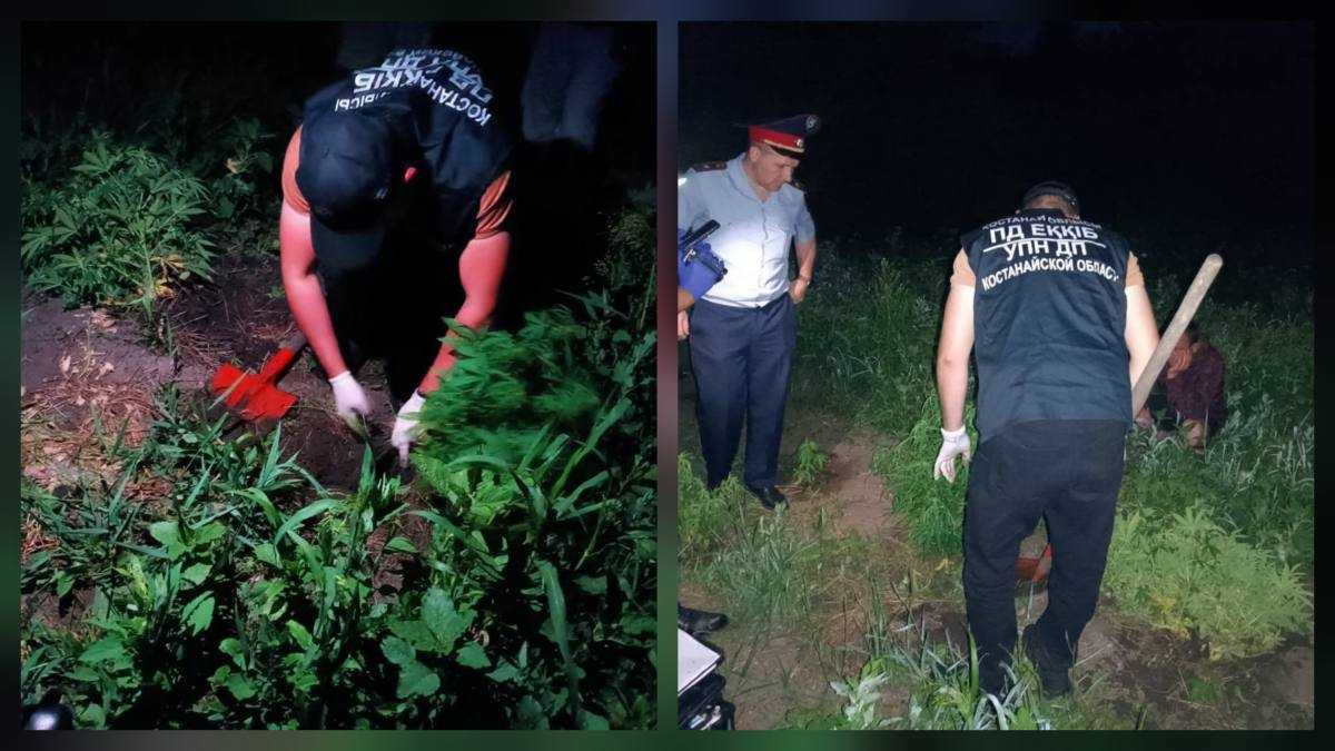 Қостанай облысында бақшасында каннабис өсімдіктерін өсірген күдікті ұсталды