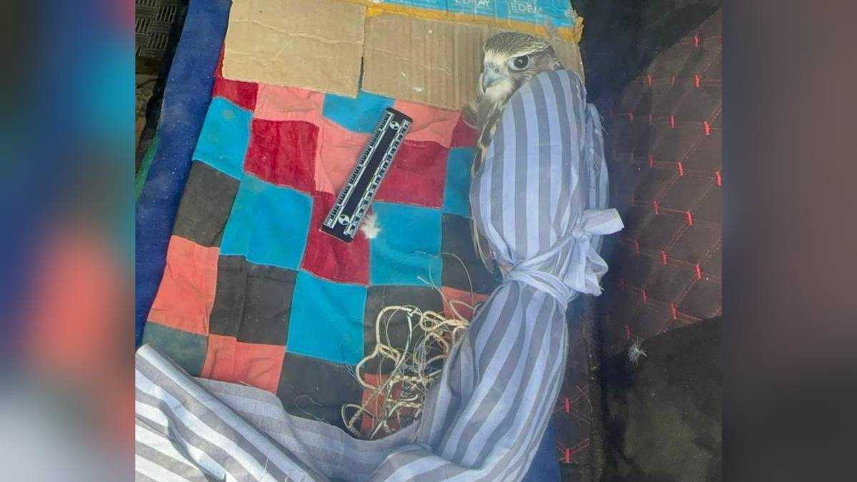 ШҚО-да Қызыл кітапқа енген құсты заңсыз алып жүрген тұрғын ұсталды