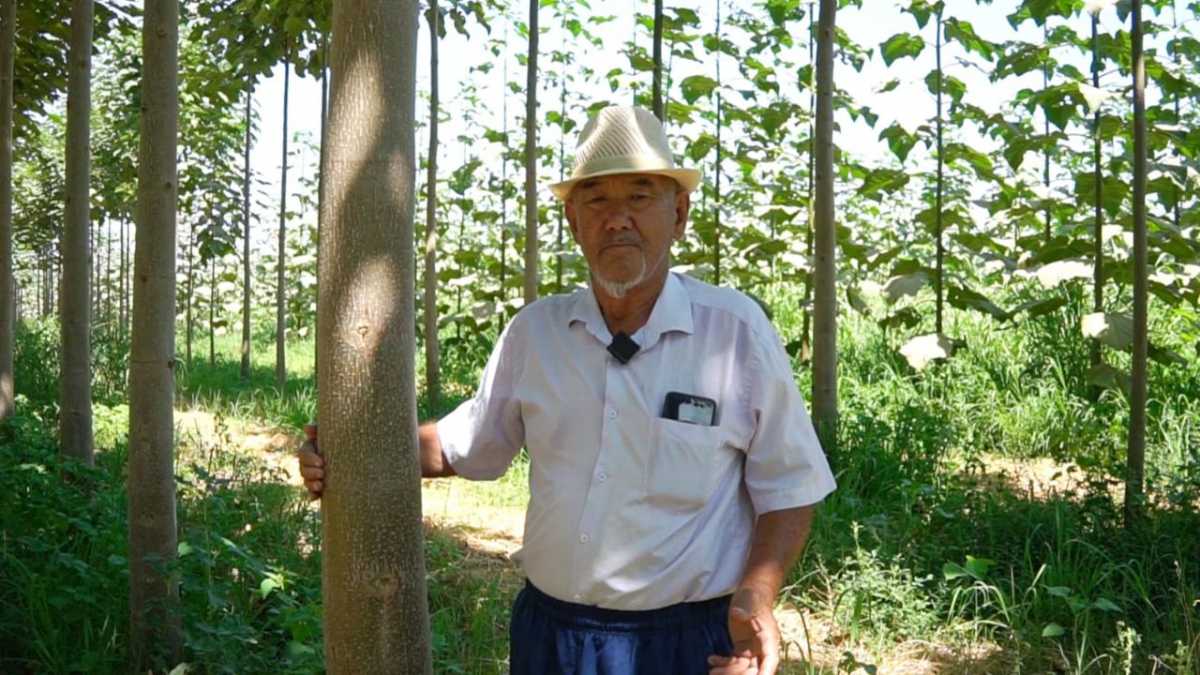 Түркістандық тұрғын 4 гектар жерге павлония ағашын өсіреді