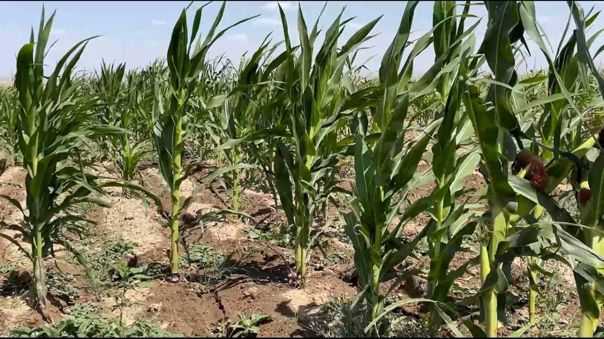 Жамбыл облысында су жеткізілген жаңа алқаптардан алғашқы өнім алынуда