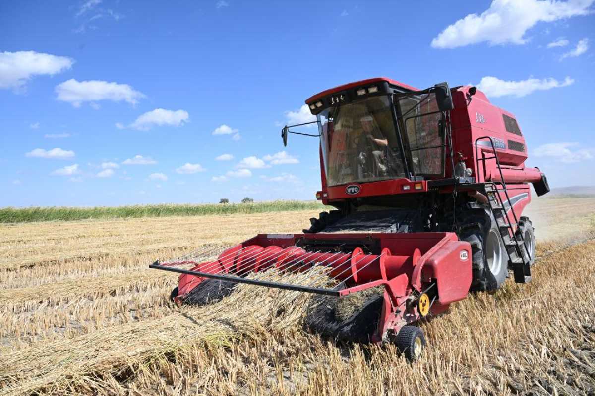 Жетісулық шаруалар күріш жинау науқанын бастады