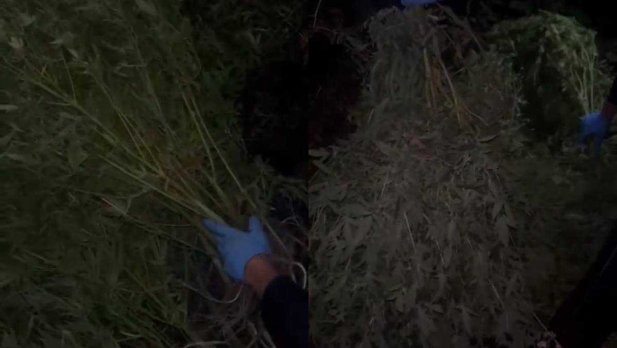 Қарағанды облысында ірі көлемдегі қарасора алқабы анықталды