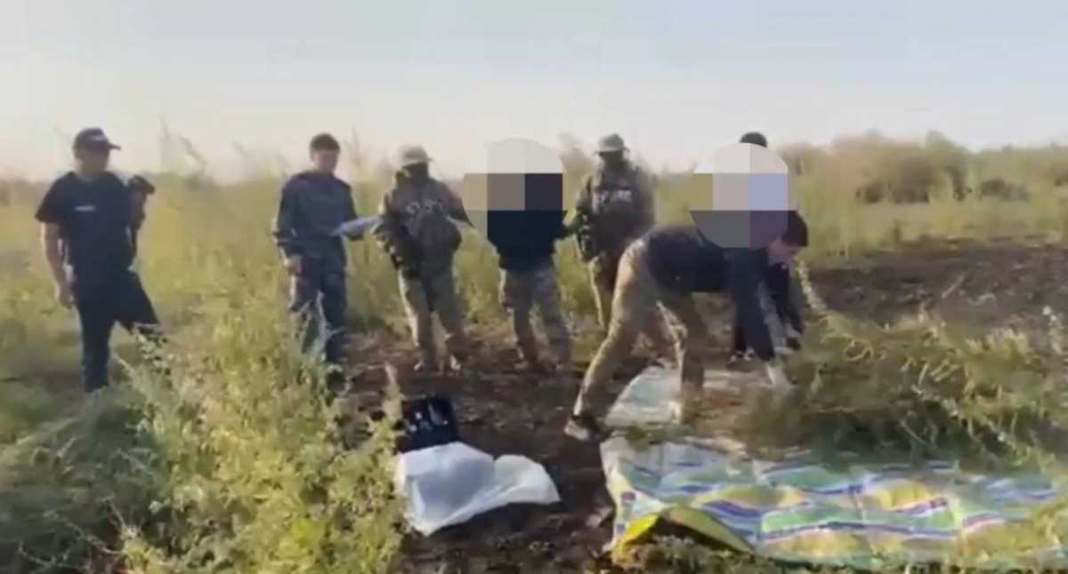 Жамбыл облысында ер адам 100 келіден астам марихуанамен ұсталды