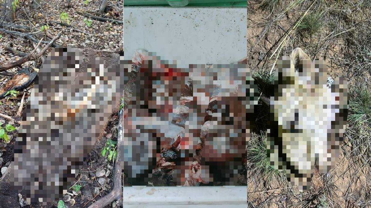 Қарағанды облысында полиция браконьерлік фактілерін анықтады
