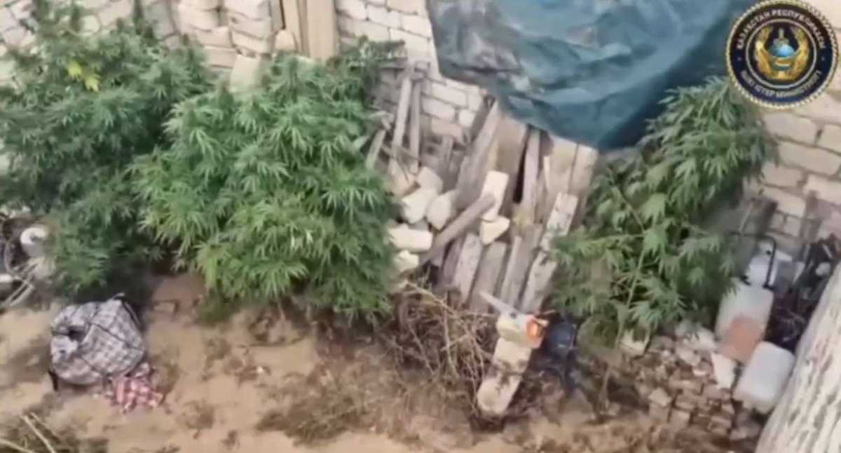Ақтөбе облысында есірткі өсімдіктерін заңсыз өсіру дерегі анықталды
