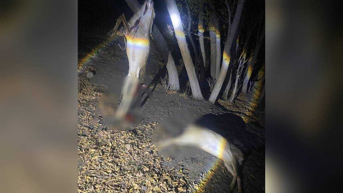 Қарағанды облысында заңсыз аңшылықпен айналысқан күдікті ұсталды