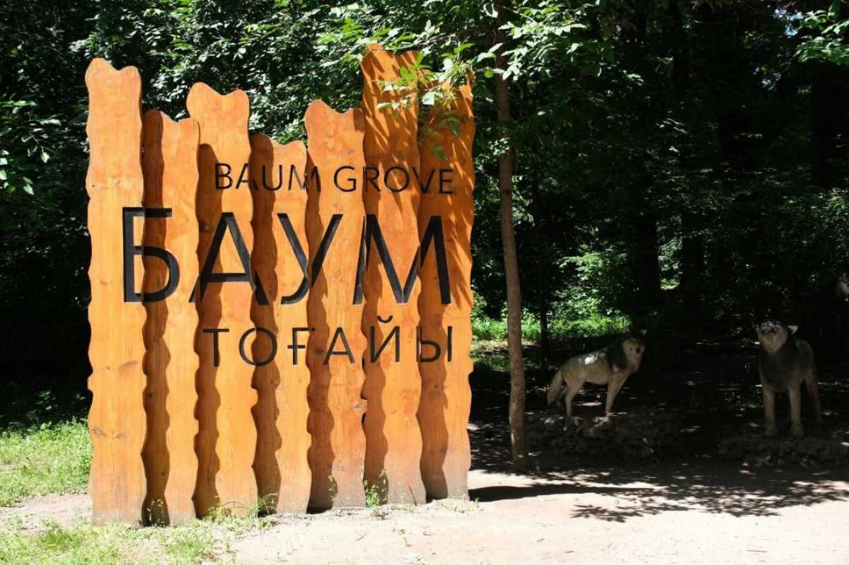 Баум тоғайында абаттандыру жұмыстары аясында бірде-бір ағаш кесілмейді