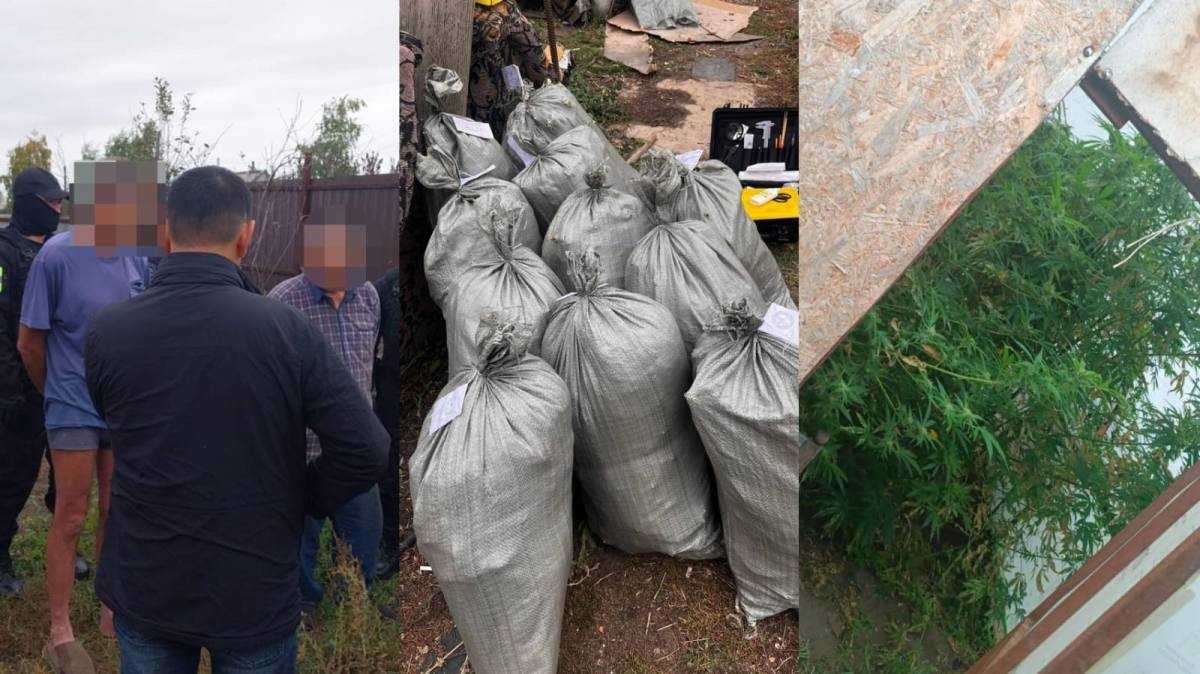 Қостанай облысында полиция қызметкерлері марихуана өсіру дерегін анықтады