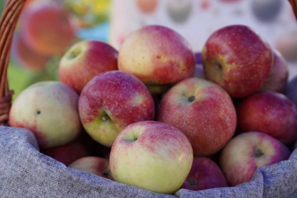 Алматы облысында аңызға айналған апорт алмасын қайта жаңғырту бағы салынып жатыр