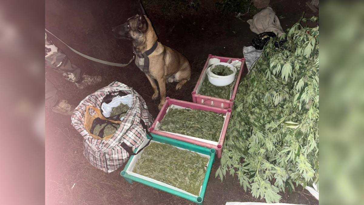 БҚО тұрғынынан полицейлер ірі көлемде есірткі затын тәркіледі