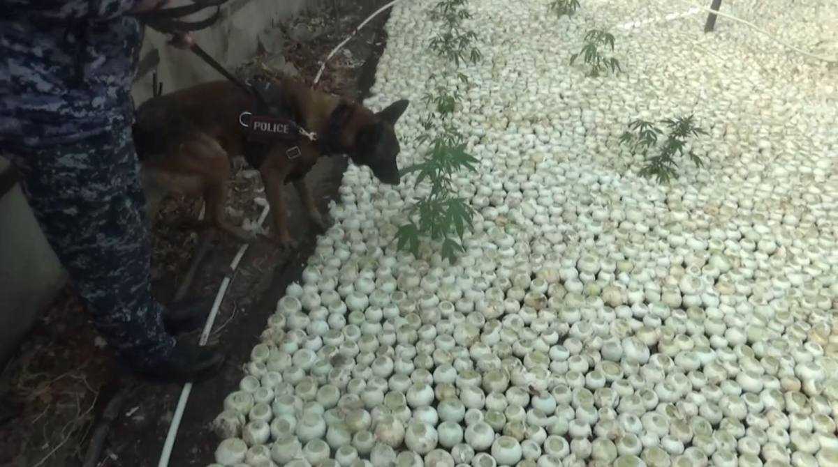 Талдықорғанда полицейлер қарасора өсірген тұрғынды ұсталды