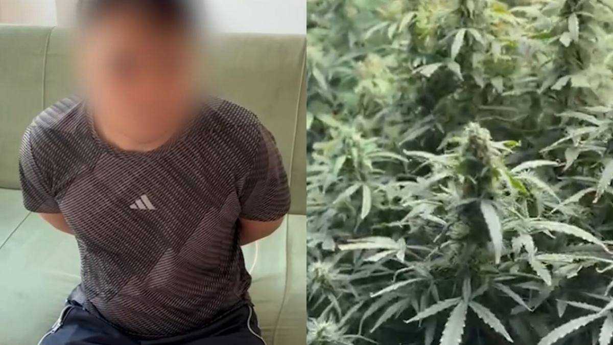 Алматыда ЖҚАЖ қызметкері тұрғын үйден фитозертхананы анықтады