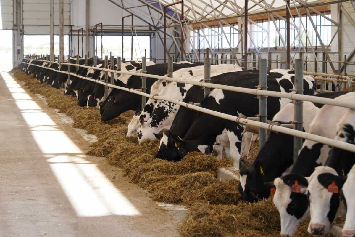 Алматы облысында инвестиция көлемі 88 млрд теңгеден асатын үй жануарларына арналған азық өндіру зауыты салынады