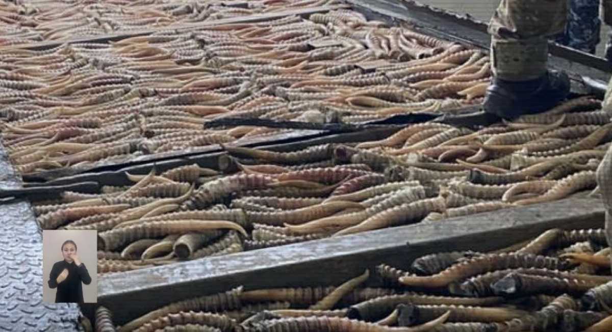 ІІМ: Екі өңірде ақбөкендерді заңсыз аулаған браконьерлер ұсталды