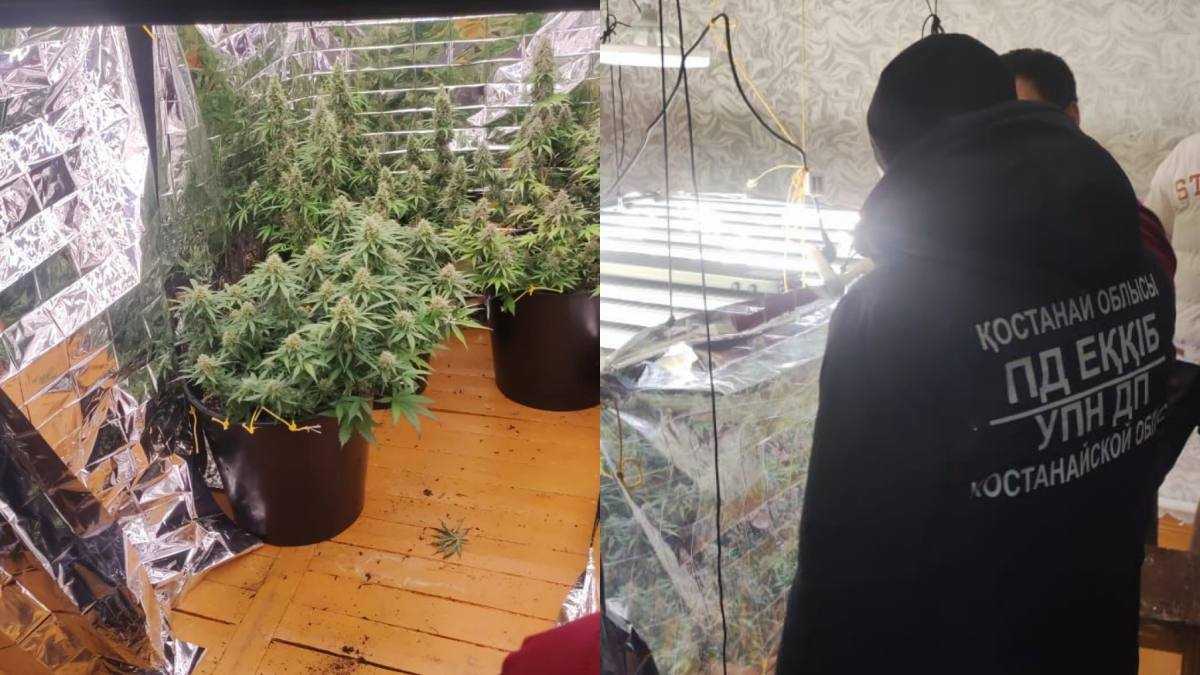 Қостанай облысында қарасора өсіру фактісі анықталды