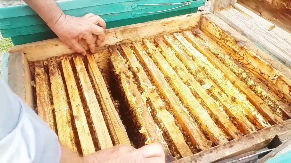 Ара шаруашылығы өнімдерін заңсыз транзитпен өткізу әрекетіне тосқауыл қойылды