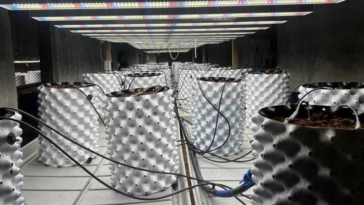 Ақмола облысында заңсыз фитозертхана анықталды: 70 түп қарасора тәркіленді