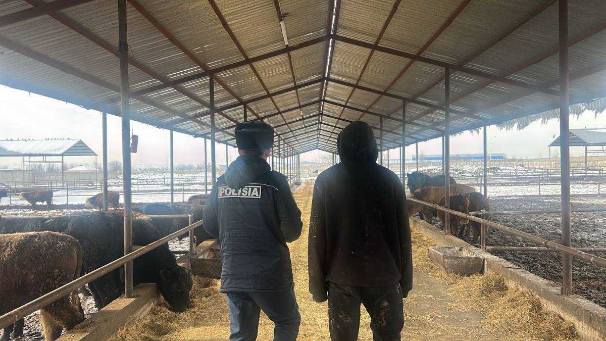 Шымкентте полиция 25 млн теңгенің мал ұрлығын әшкереледі