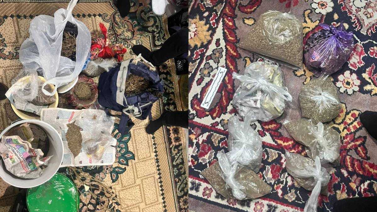 Ақмола облысында тұрғыннан бес келіден астам марихуана тәркіленді