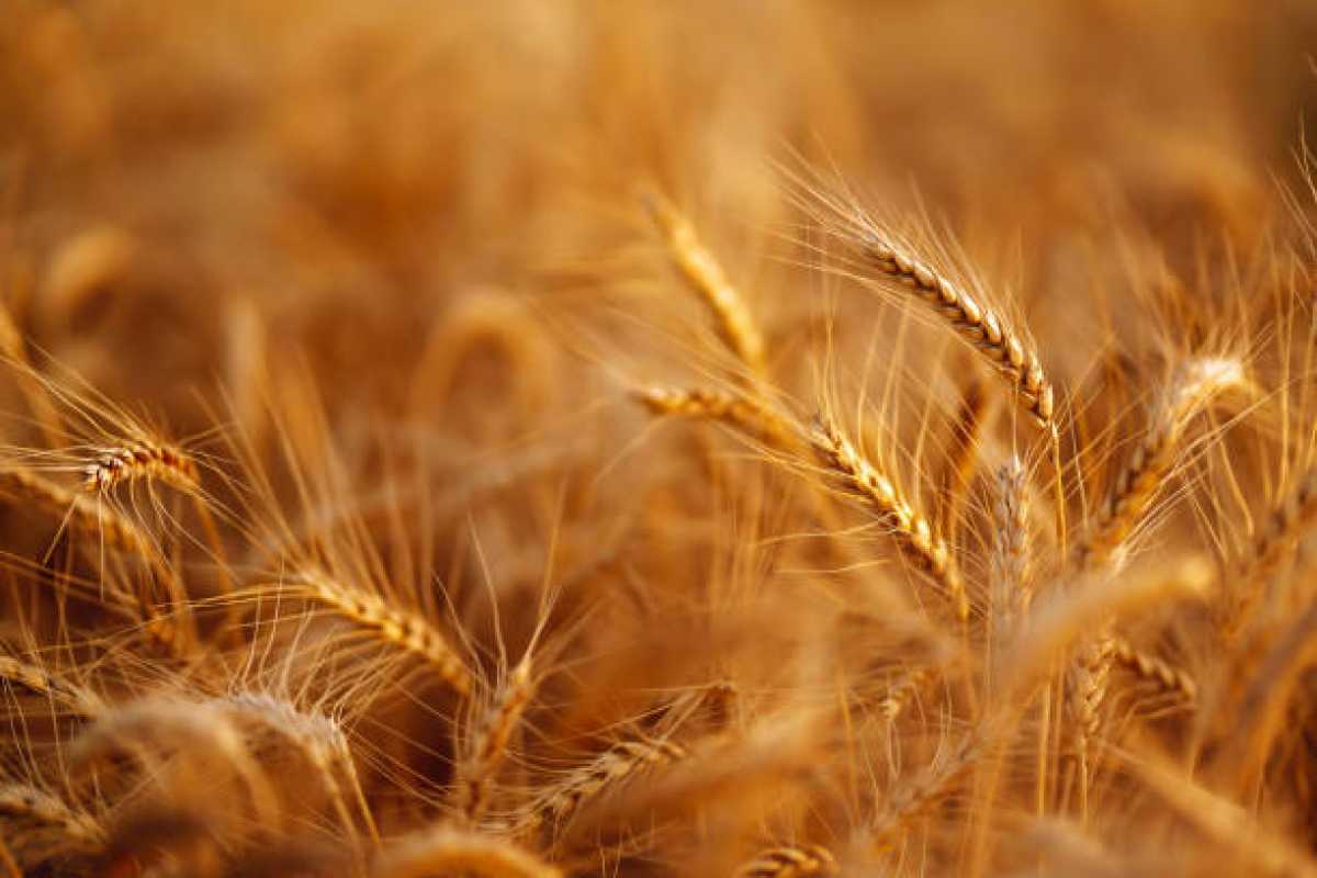 Соңғы 5 жыл ішінде ауыл шаруашылығы кооперативтерінің саны 1,5 есе өсті