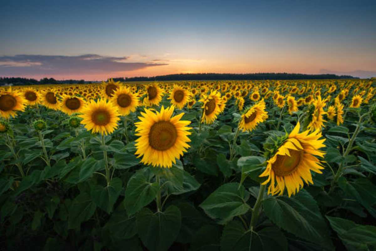Көкшетауда жылына 300 мың тонна өсімдік майын өндіретін майды сығындылау зауыты салынады