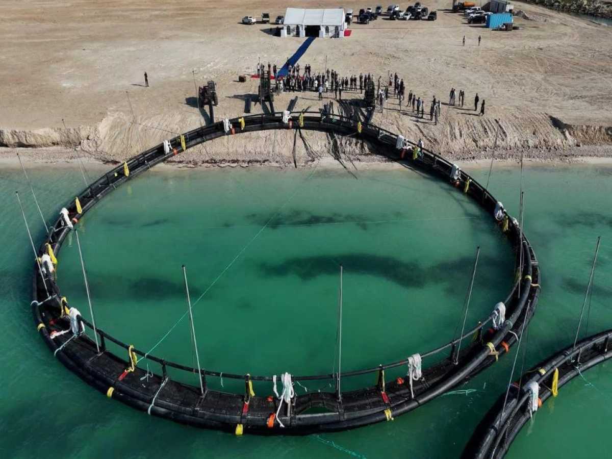 Қазақстанда балық өсіру саласында 40 жоба жүзеге асырылуда