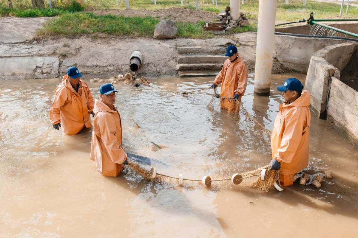 Атырау облысының Махамбет ауданында жылдық қуаттылығы 130 тонна балық өсіру зауыты іске қосылады