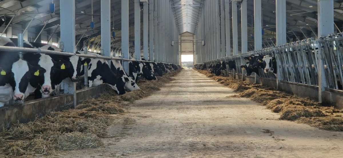 ҚР АШМ мал шаруашылығын 6% мөлшерлемемен жеңілдетілген несиелеуді іске қосты