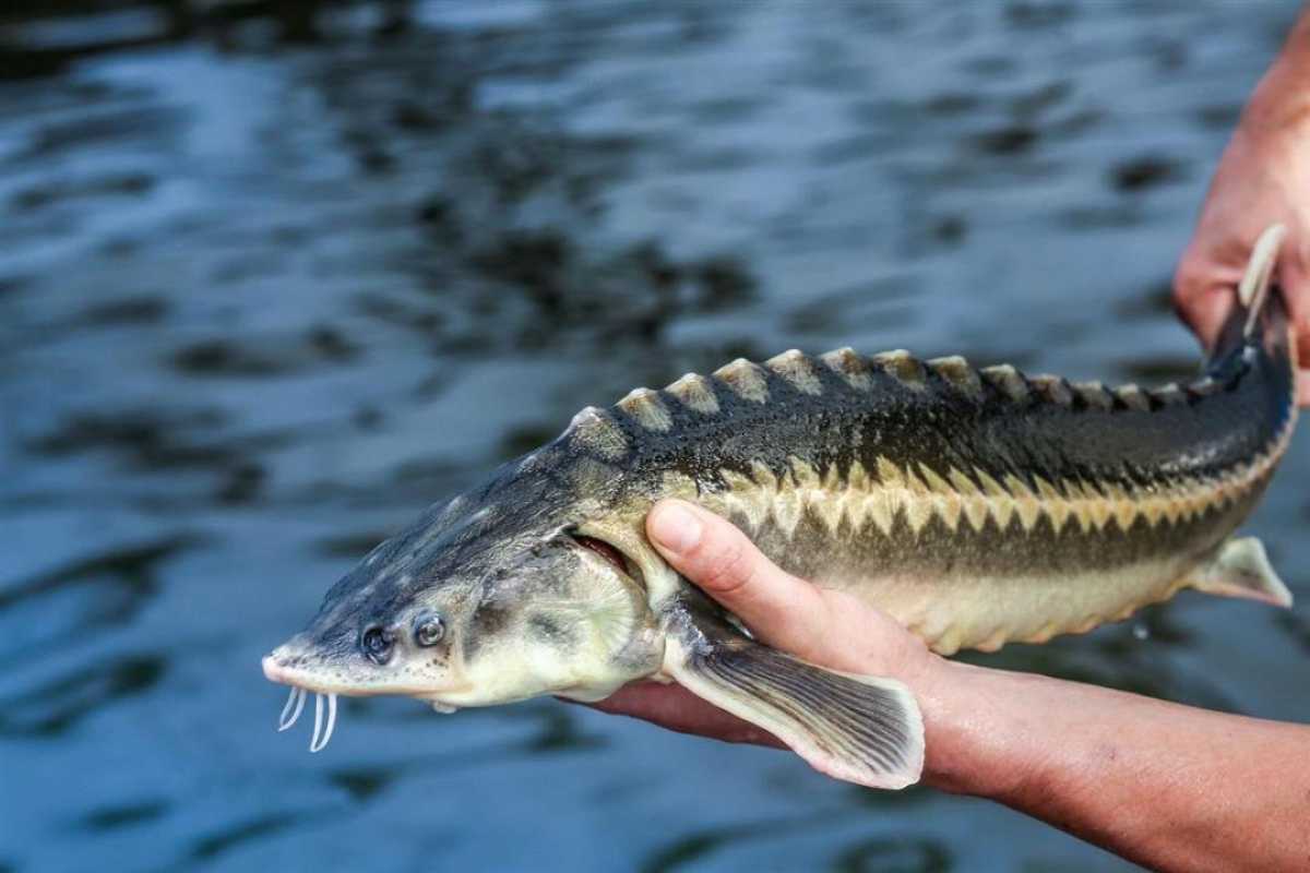 Қазақстанда 