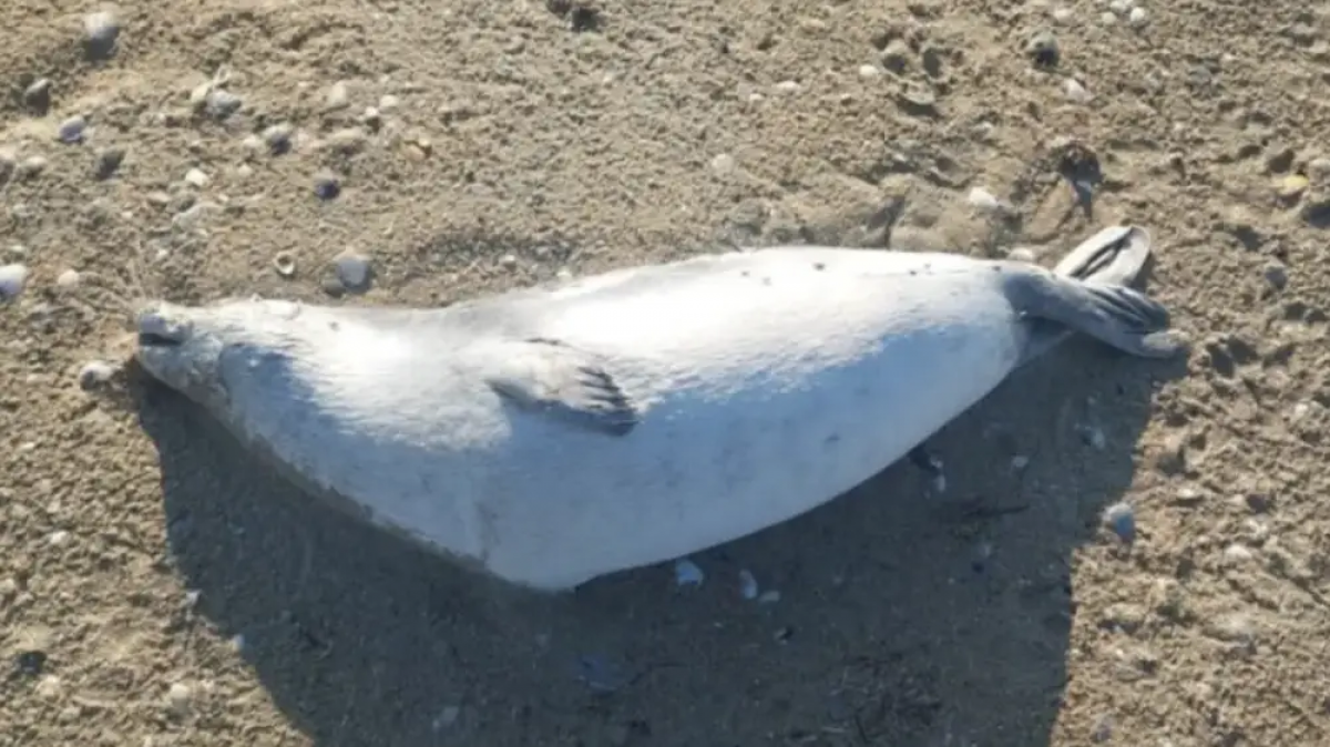 Каспий жағалауынан табылған итбалық өлекселерінің саны күрт өсті