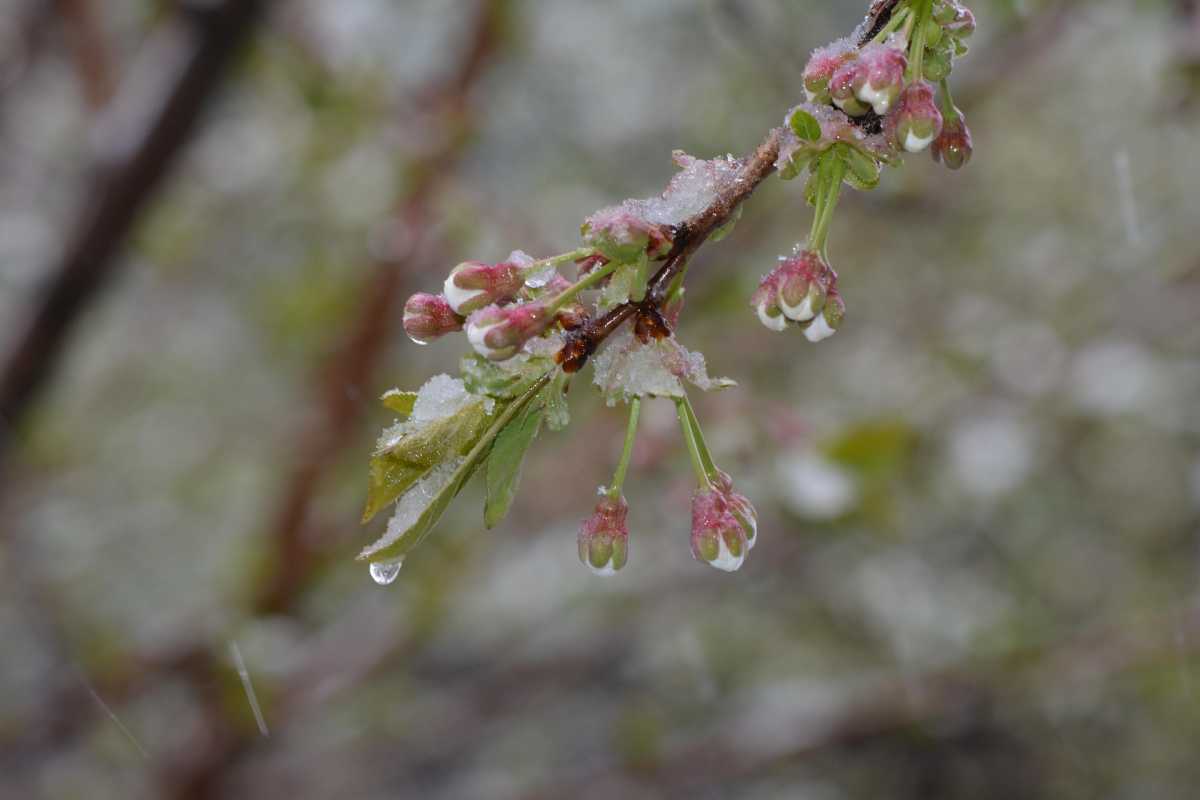 Қазақстанда ауа райы күрт құбылады: жаңбыр, қар және үсік күтіледі